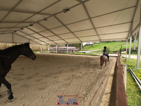 Cavallo all'interno del maneggio coperto